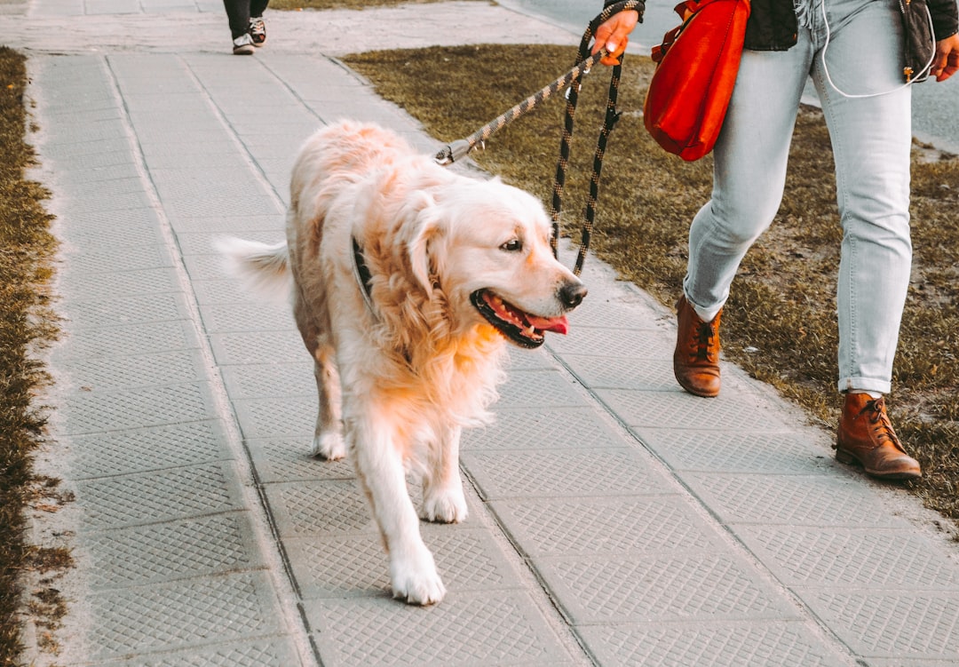 Exploring the Benefits of a Retractable Dog Leash